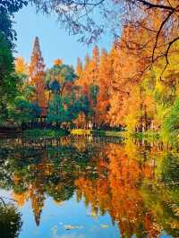 成都秋色指南：銀杏、紅楓與市井煙火交織的浪漫