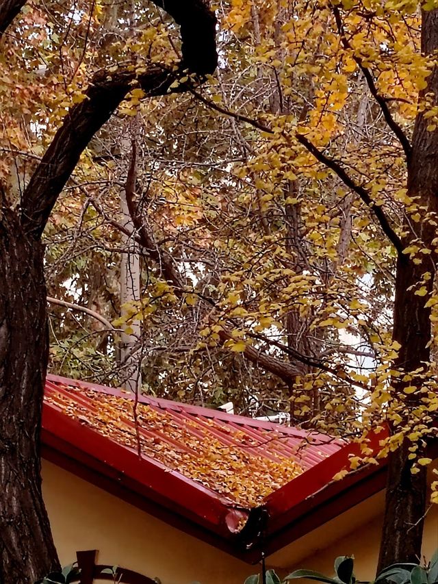 銀杏菊韻寶藏拍攝地 銀杏菊韻寶藏拍攝地