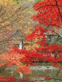 美爆！總要看一次棲霞山的紅葉吧！