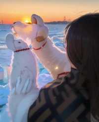 當雪花飄落時，哈爾濱的景色最為美麗