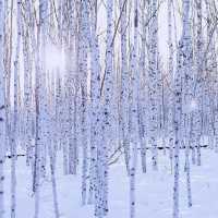 漠河冬日童話|寒假親子遊必打卡攻略