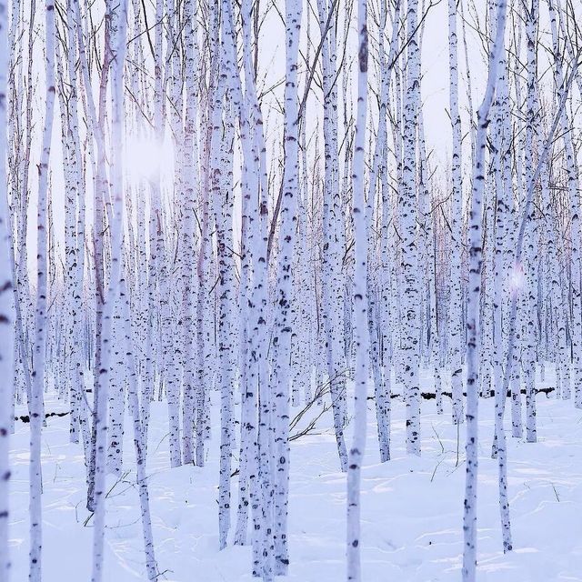 漠河冬日童話|寒假親子遊必打卡攻略