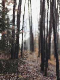未霜先寒青雲畔，暖居藏韻禦冬涼