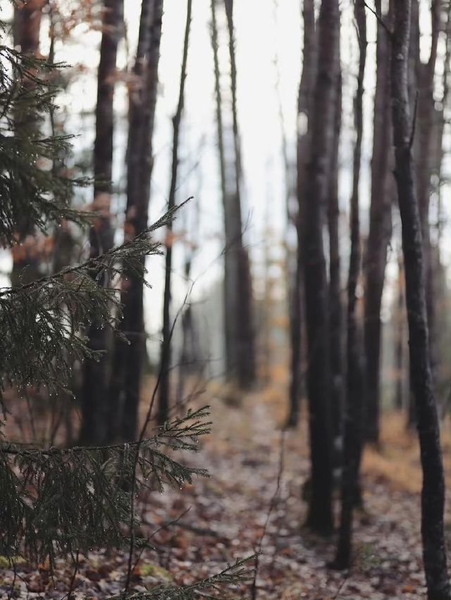 未霜先寒青雲畔，暖居藏韻禦冬涼