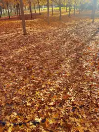 秋意正濃｜石家莊中心湖公園