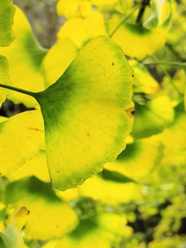 替大家去南雄踩點,銀杏青黃不接過幾天再去 替大家去南雄踩點,銀杏青黃不接過幾天再去