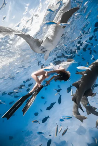 Maldives｜Nurse Shark Daytime Underwater Photoshoot