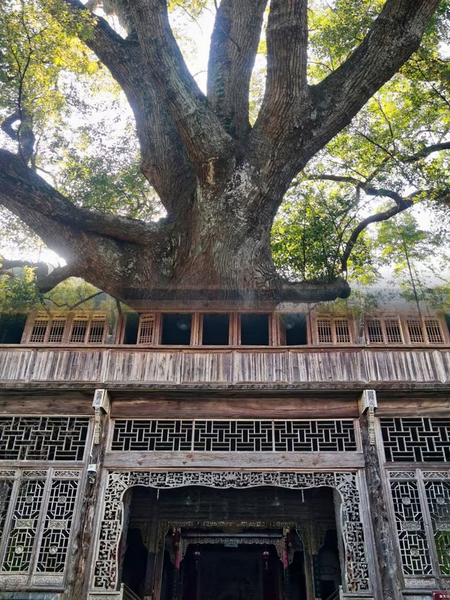 祁門旅遊攻略 | 這個皖南秘境藏不住了！