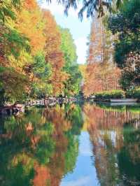 別擠瑞金!東郊賓館藏秋日秘境 免費好拍人超少