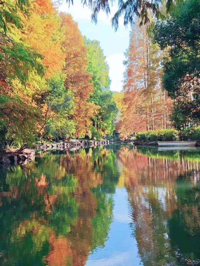 別擠瑞金!東郊賓館藏秋日秘境 免費好拍人超少 別擠瑞金!東郊賓館藏秋日秘境 免費好拍人超少