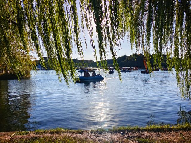 共青森林公園菊花展美翻啦 共青森林公園菊花展美翻啦