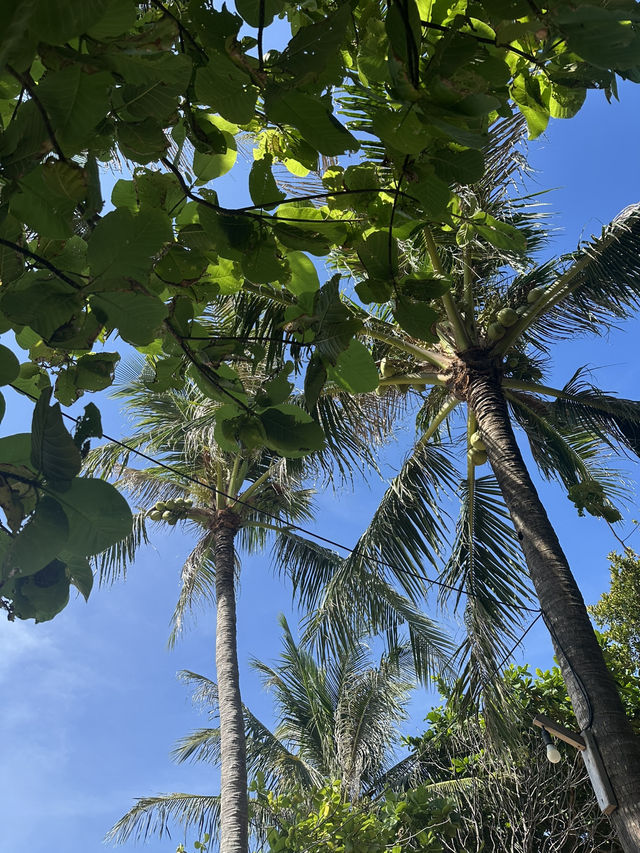 3 Perfect Days in Phu Quoc: Beaches, Islands & Night Adventures 3 Perfect Days in Phu Quoc: Beaches, Islands & Night Adventures