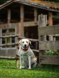 帶狗子去川西「小瑞士」阿布的若丁山|誰說川西只有稻城