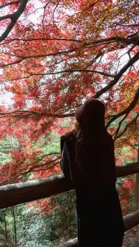 實況莫干山上的紅楓葉，美得走不動路