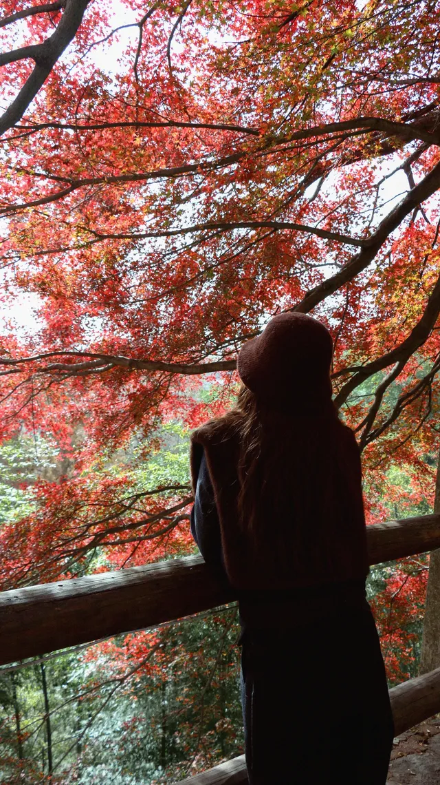 實況莫干山上的紅楓葉，美得走不動路