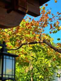 泉州西湖公園|秋日限定版桃花島太絕美了