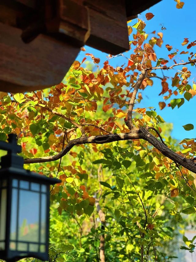 泉州西湖公園|秋日限定版桃花島太絕美了 泉州西湖公園|秋日限定版桃花島太絕美了