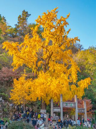 崑山亭林園的千年古銀杏真的絕了！