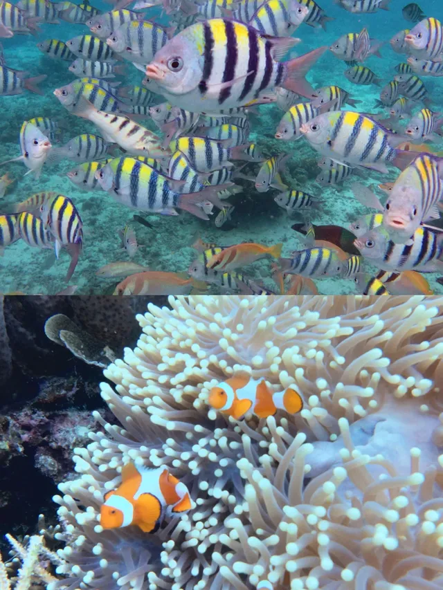 仙本那跳島路線選對了