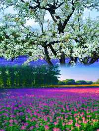 宿遷三臺山絕美仙境98%森林覆蓋超治癒！