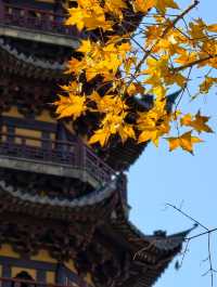 魔都初冬限定龍華寺銀杏太絕了!