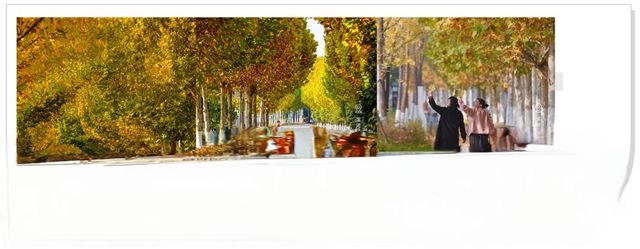 開福冬日畫卷,梧桐銀杏黃調時刻 開福冬日畫卷,梧桐銀杏黃調時刻