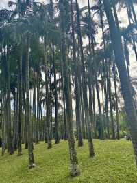 華南植物園拍照吸氧全攻略｜逃離城市計劃來啦