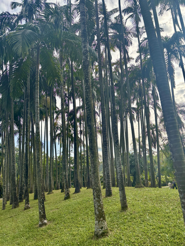 華南植物園拍照吸氧全攻略｜逃離城市計劃來啦