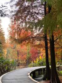 鎮江金山湖水杉林全攻略邂逅初冬童話秘境