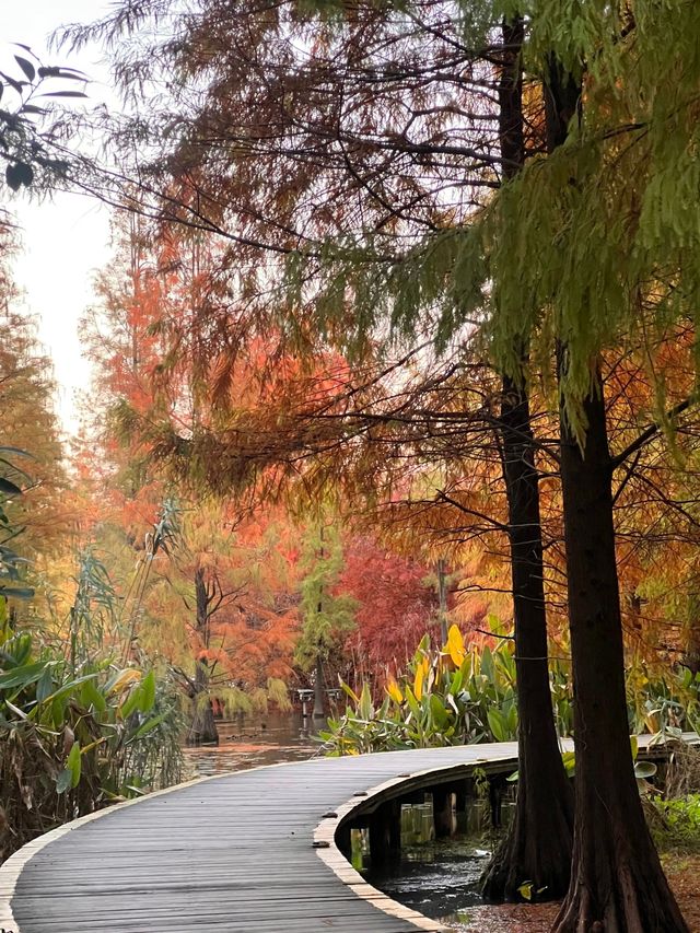 鎮江金山湖水杉林全攻略邂逅初冬童話秘境 鎮江金山湖水杉林全攻略邂逅初冬童話秘境