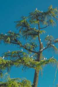 昆明翠湖絕美打卡點!海鷗與樹共舞的仙境