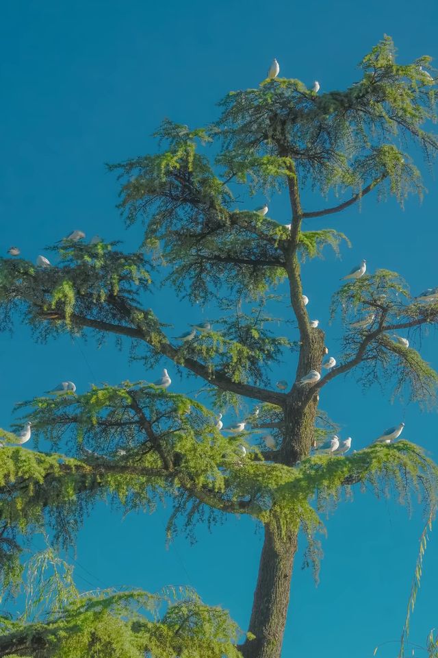 昆明翠湖絕美打卡點!海鷗與樹共舞的仙境 昆明翠湖絕美打卡點!海鷗與樹共舞的仙境