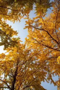 錯過等一年|川博銀杏已進入巔峰期