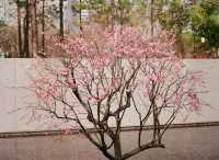 靜安雕塑公園必玩攻略治癒系路線