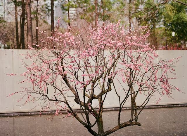 靜安雕塑公園必玩攻略治癒系路線 靜安雕塑公園必玩攻略治癒系路線