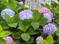 五月必刷南京繡球公園花開成海 美到犯規