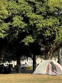 泉州北濱江公園的花樹火了~