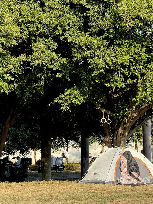 泉州北濱江公園的花樹火了~ 泉州北濱江公園的花樹火了~