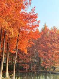 上海初冬限定浪漫|碳路者公園4點光影落羽杉