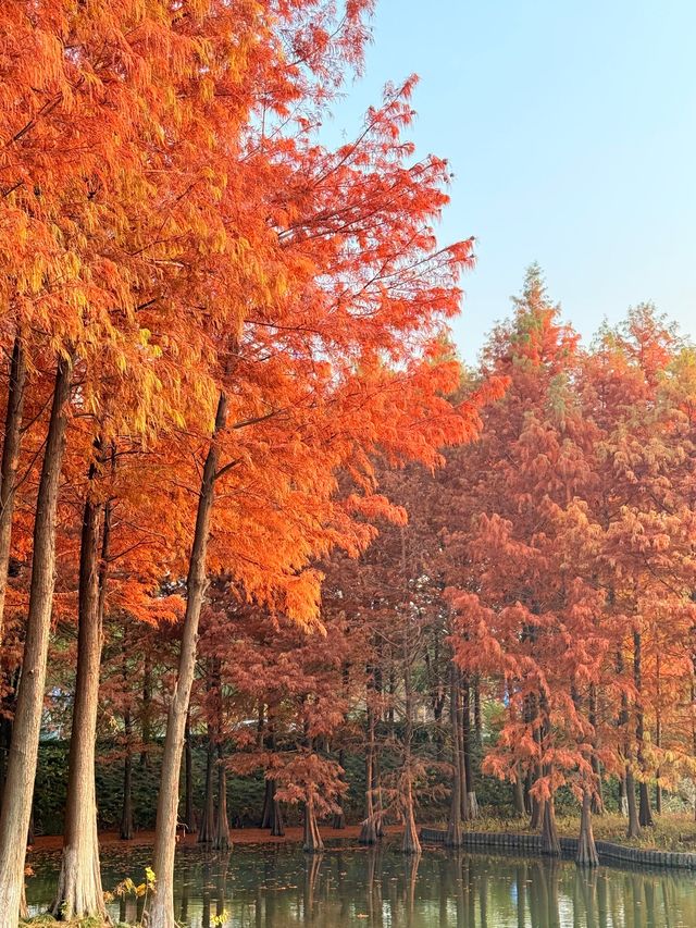 上海初冬限定浪漫|碳路者公園4點光影落羽杉 上海初冬限定浪漫|碳路者公園4點光影落羽杉