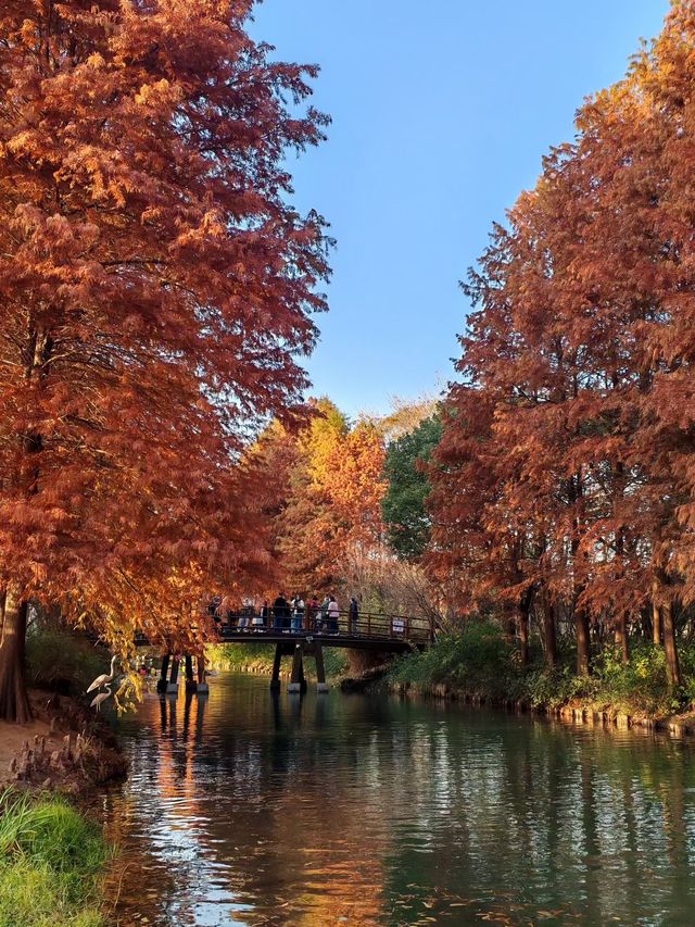 闖入紅衫秘境,開啟浪漫划船之旅 闖入紅衫秘境,開啟浪漫划船之旅