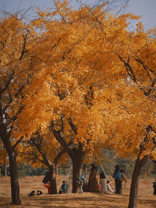 12.6共青森林公園橙黃橘綠時(附路線) 12.6共青森林公園橙黃橘綠時(附路線)