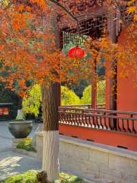 清涼山公園才是金陵賞秋天花板!