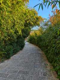 大連兩片超美竹林,第二個很少有人知道