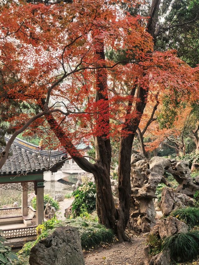 葉園秋深 | 一庭朱色染畫簷 葉園秋深 | 一庭朱色染畫簷