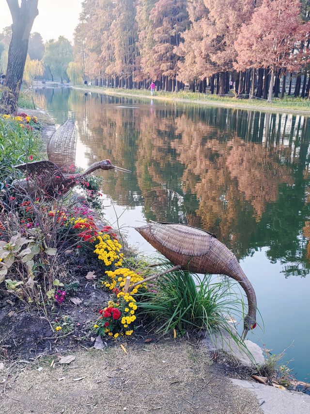 共青華明橋|水杉紅透秋意濃 共青華明橋|水杉紅透秋意濃