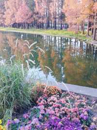 共青華明橋|水杉紅透秋意濃