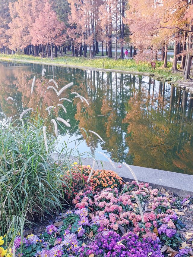 共青華明橋|水杉紅透秋意濃 共青華明橋|水杉紅透秋意濃