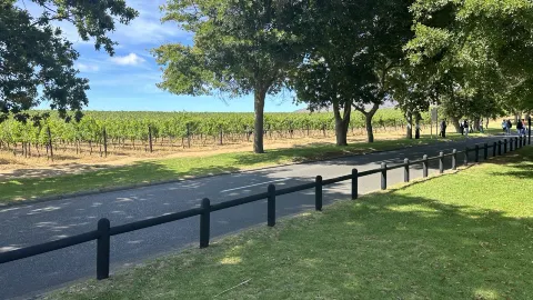 ช่วงเวลาที่งดงามในสวนองุ่น — traveler post in Constantia