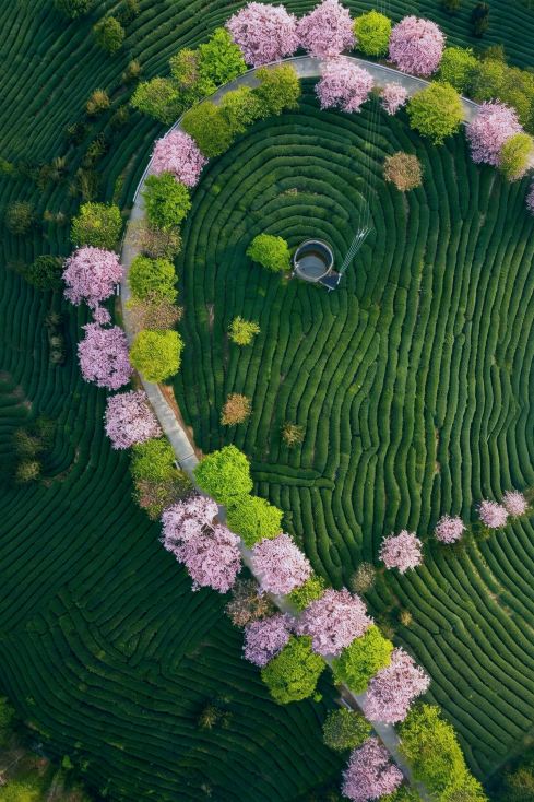 Tiếp theo là vẻ đẹp lãng mạn của mùa xuân ở Phúc Kiến.